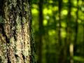 Holly Miranda Forest Green Oh Forest Green Official Music Video and Lyrics