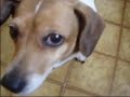 finally! the vid you've all been waiting for! she finally does it! hey people! show me your dog's happy poop dance!

music: 

