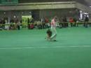 Dog Dancing