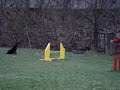 Luca the mudi on agility training 090331