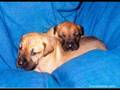 So cute dogs!