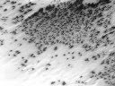 Vegetation ! Life on Mars ! The Ultimate Proof !