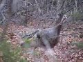 wild-turkey-hens-in-the-arbuckle-mountains-ok.html
