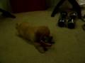 baby golden retriever
