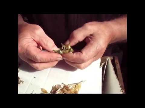 how to harvest agapanthus seeds