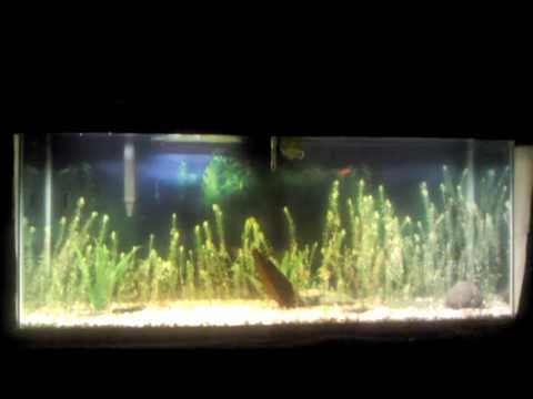 how to trim rotala