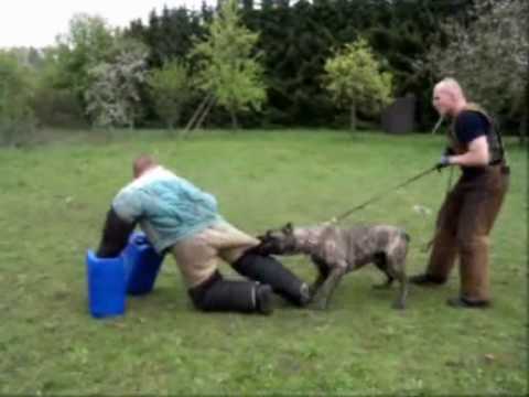 presa canario