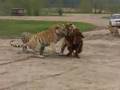 Live Tiger feeing of an ox    badass