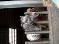 paarden