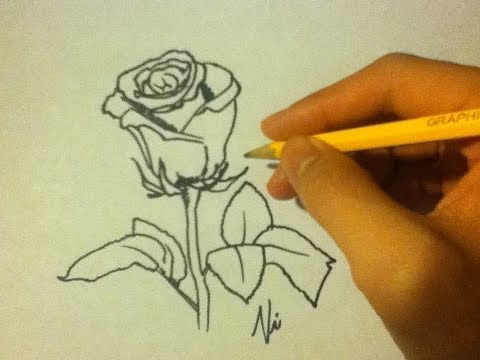 how to draw yellow roses