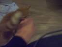 xixi kitten sneeze
