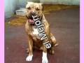 videos de pitt bul baco