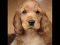 Cocker Spaniel puppies - When Jet met Amber