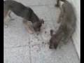 Conde comiendo
