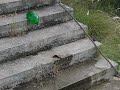 Waterballoon Slinky 2 Waterballoon Slinky 2