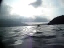 Flatcoated Retreiver, Swimming at Lake Motosu at Aug17 Flatcoated Retreiver, Swimming at Lake Motosu at Aug17