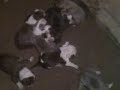 New Arrivals!! American Pit Bull Terrier Puppies