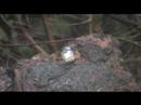Click here to watch this video きれいな野鳥