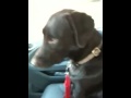 Doggie passenger