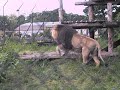 lion roaring