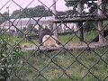 lion roaring