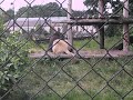 lion roaring