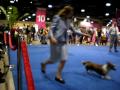 EukanubaDogShowLongBeachCardiganWelshCorgisInRing2-2009.avi