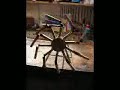 perpetuum mobile perpetuum mobile