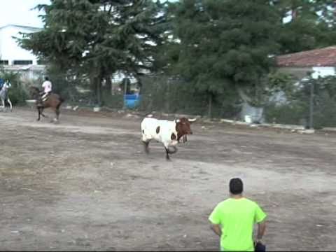 COGIDAS