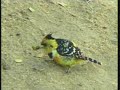 Crested Barbet 07-18-08 4:54 pm CAT Crested Barbet 07-18-08 4:54 pm CAT