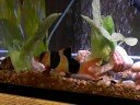 my 30 gallon tank