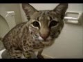 GASSY PETS!
