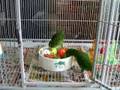 Paddy, Golden-wing & Erin, Cobalt-winged Parakeets
