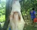 Para los que les gusta la carne de cerdo. Parte 2 de 2