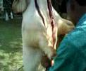 Para los que les gusta la carne de cerdo. Parte 2 de 2