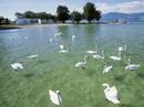 Estavayer-le-Lac in brief