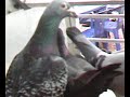 mes pigeons