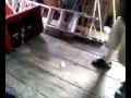 smashing a trick box with 100 dollars in it with an axe. we bought lots of pizza.