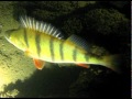 (uploaded by Bikkel124)&nbsp;Nightdive Geeste, germany with Diving Cree SSC-P7-