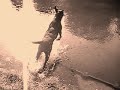 Black Labrador Music Video Black Labrador Music Video