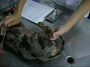 Acupuntura Veterin�ria
