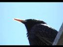 Bird on roof