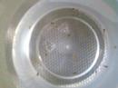 Baby fish at one week