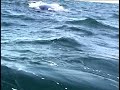 Desde mayo a diciembre en Puerto Madryn se produce el avistaje de ballenas un hermoso espectáculo imperdible.