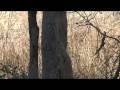 Jim Corbet National Park