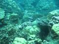 Free Diving at Koh Rock - Thailand