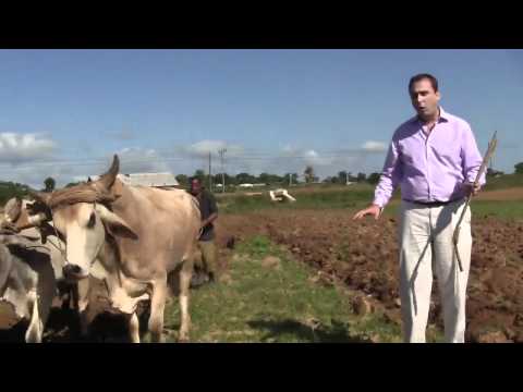 bullsofcuba