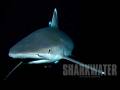 Save Our Sharks