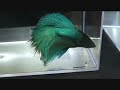 suite concours combattant 2008 Domont suite concours combattant 2008 Domont