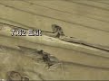AK47 M16 Comparison - part 2 AK47 M16 Comparison - part 2
